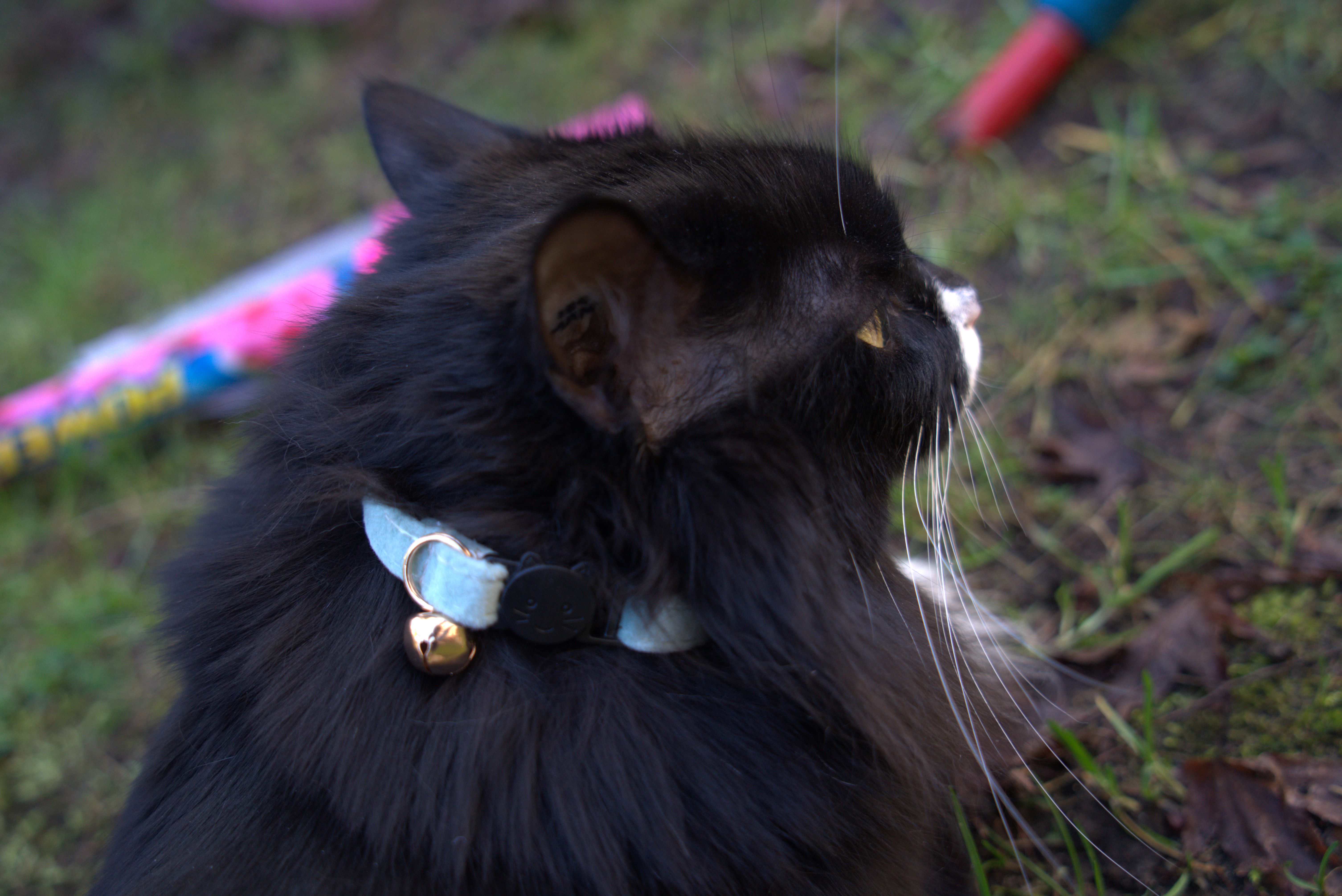 Luxury Velvet Breakaway Cat Collar