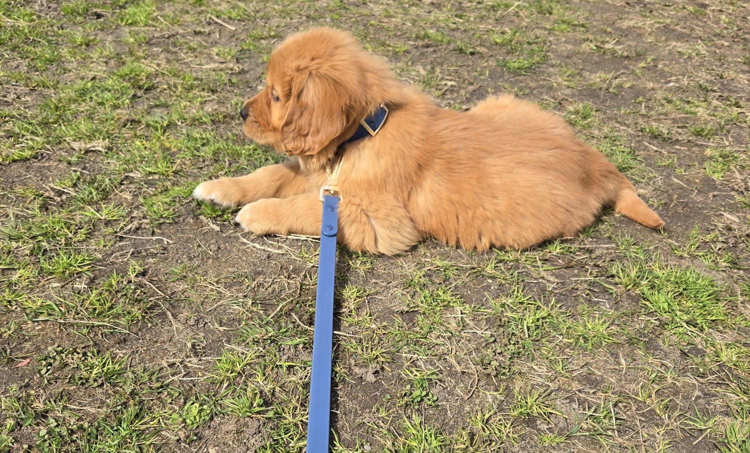 all-weather waterproof dog collars