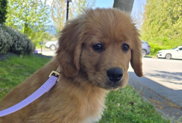 Signs Your Dog Is Not Getting Enough Exercise