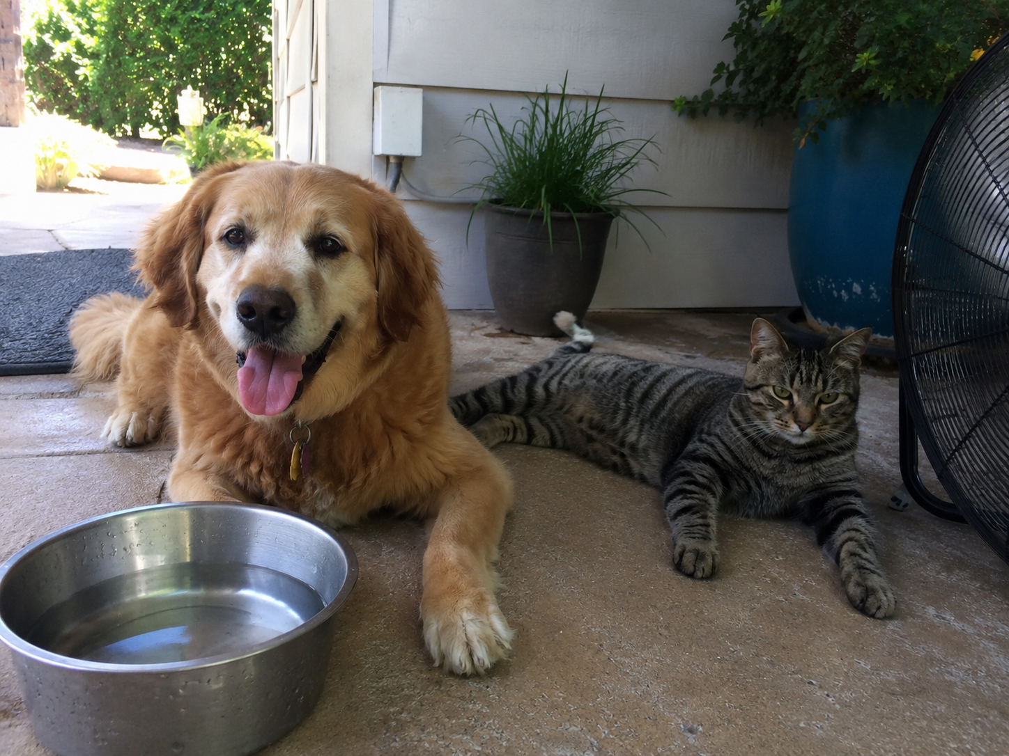 cat and dog cool in hot summer